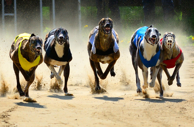 Popular Greyhound Races